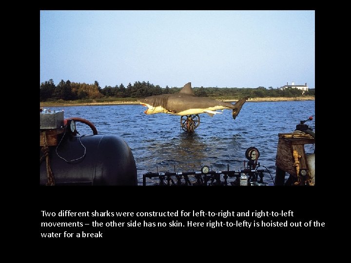 Two different sharks were constructed for left-to-right and right-to-left movements – the other side