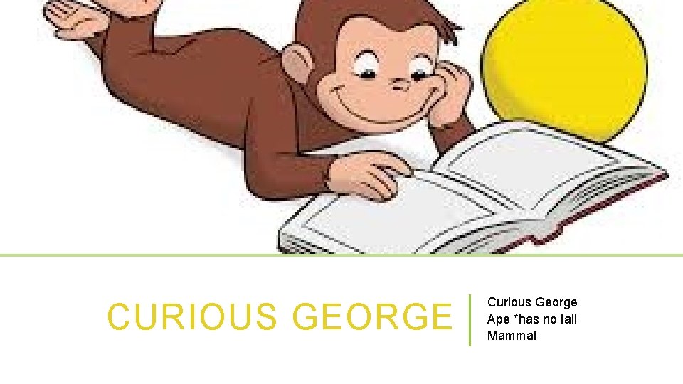 CURIOUS GEORGE Curious George Ape *has no tail Mammal 