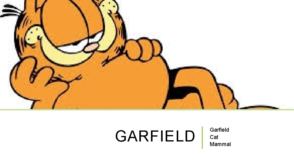 GARFIELD Garfield Cat Mammal 