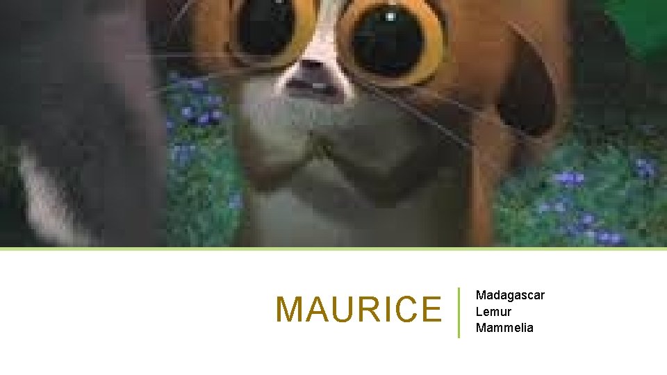 MAURICE Madagascar Lemur Mammelia 