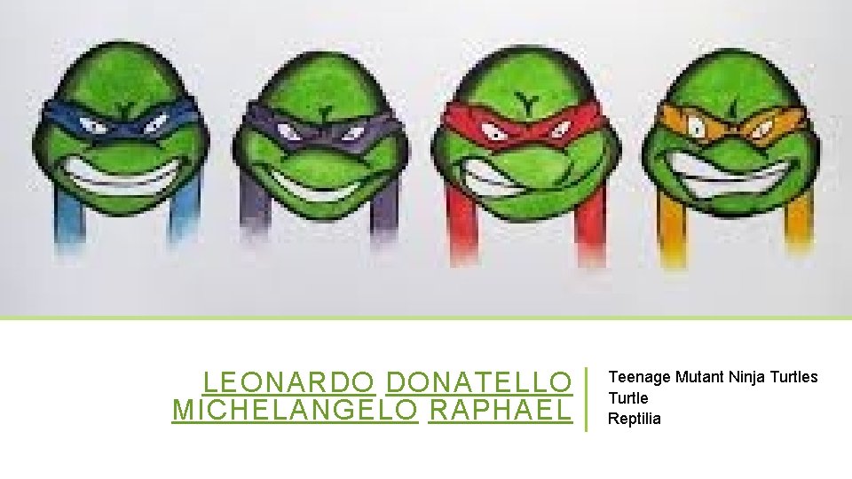 LEONARDO DONATELLO MICHELANGELO RAPHAEL Teenage Mutant Ninja Turtles Turtle Reptilia 