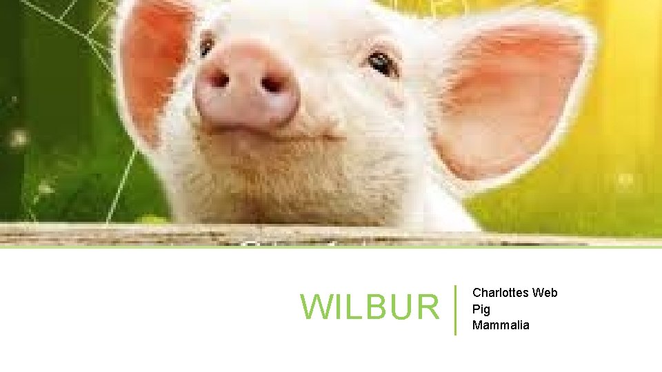 WILBUR Charlottes Web Pig Mammalia 