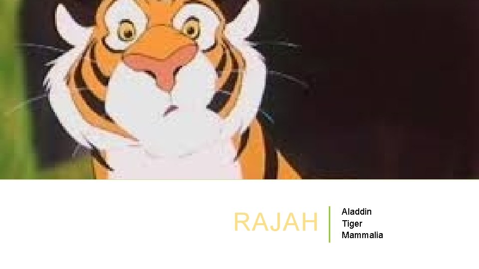 RAJAH Aladdin Tiger Mammalia 