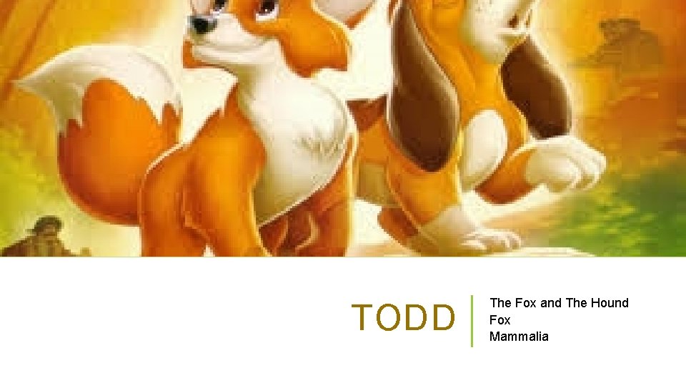 TODD The Fox and The Hound Fox Mammalia 