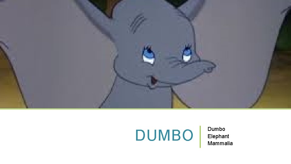 DUMBO Dumbo Elephant Mammalia 