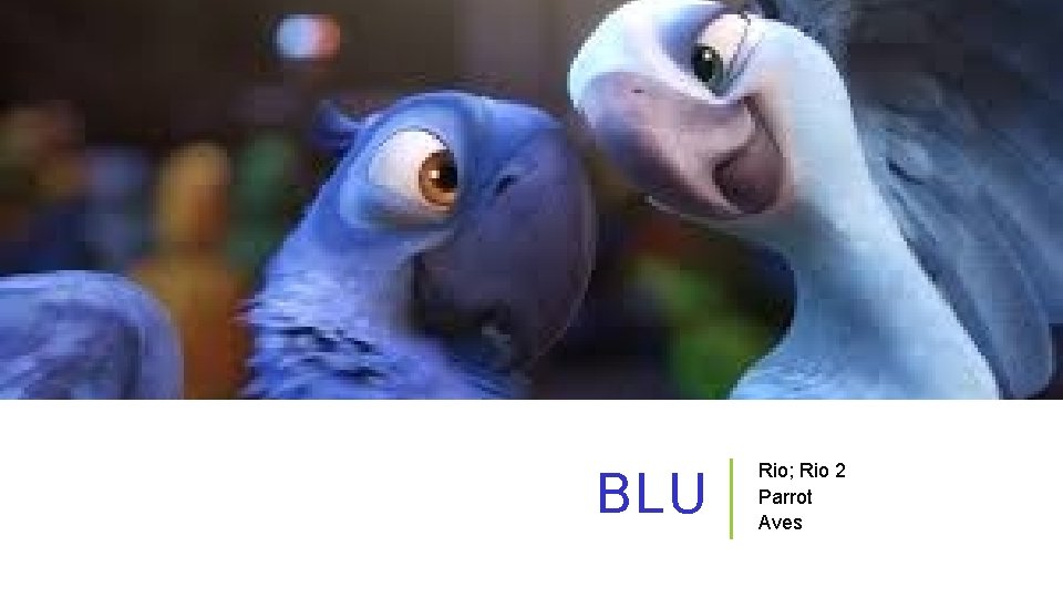 BLU Rio; Rio 2 Parrot Aves 