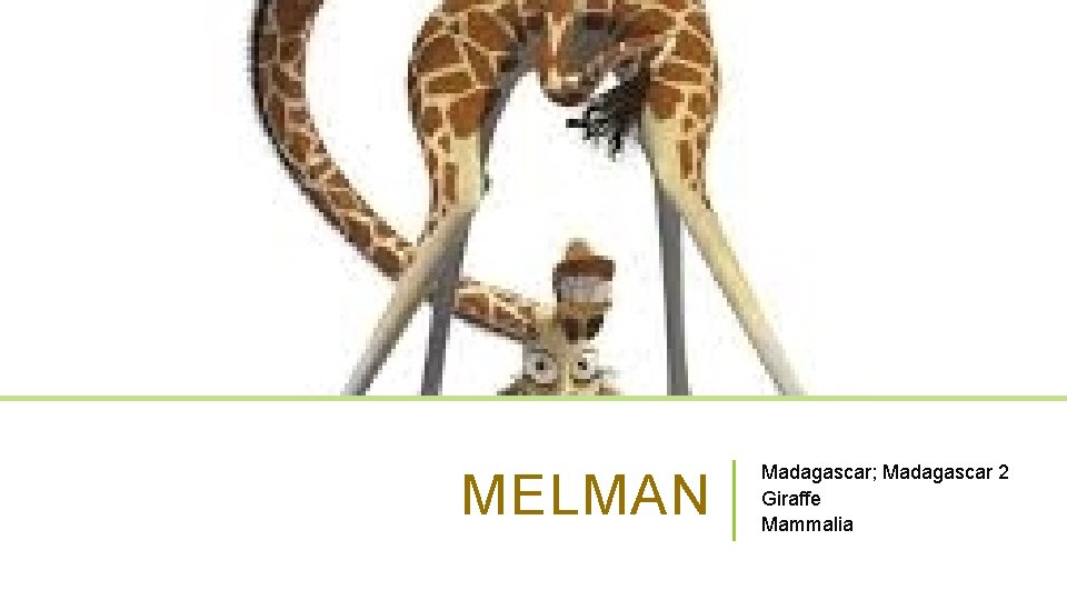 MELMAN Madagascar; Madagascar 2 Giraffe Mammalia 