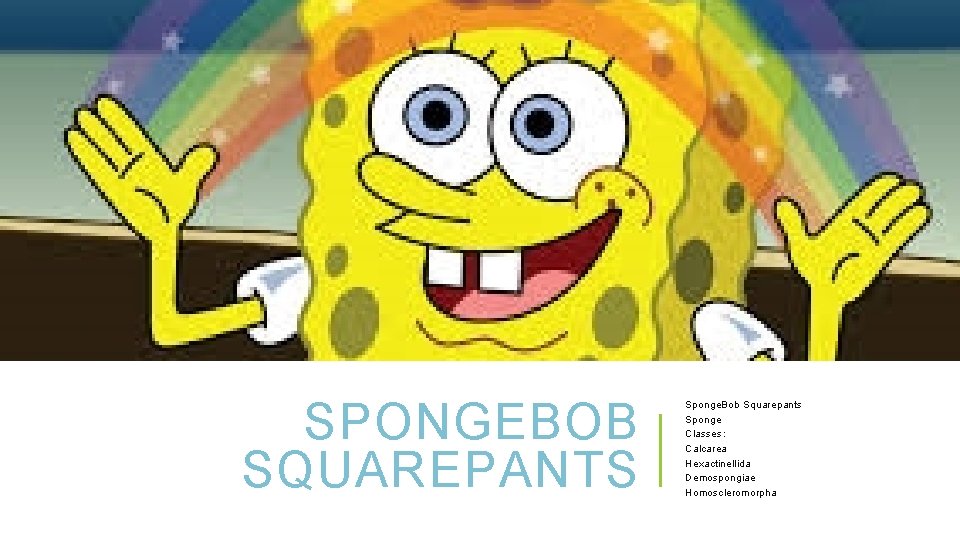 SPONGEBOB SQUAREPANTS Sponge. Bob Squarepants Sponge Classes: Calcarea Hexactinellida Demospongiae Homoscleromorpha 