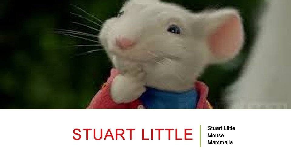 STUART LITTLE Stuart Little Mouse Mammalia 