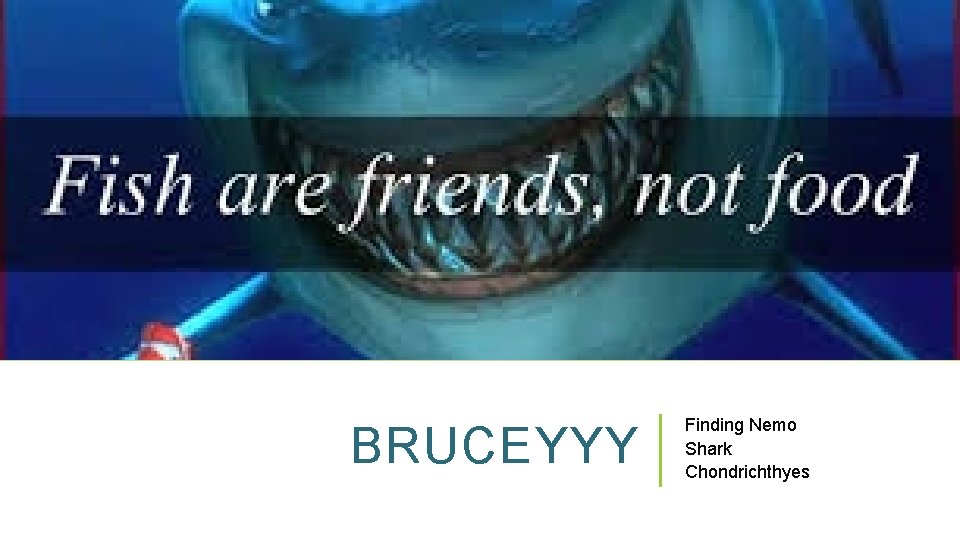 BRUCEYYY Finding Nemo Shark Chondrichthyes 