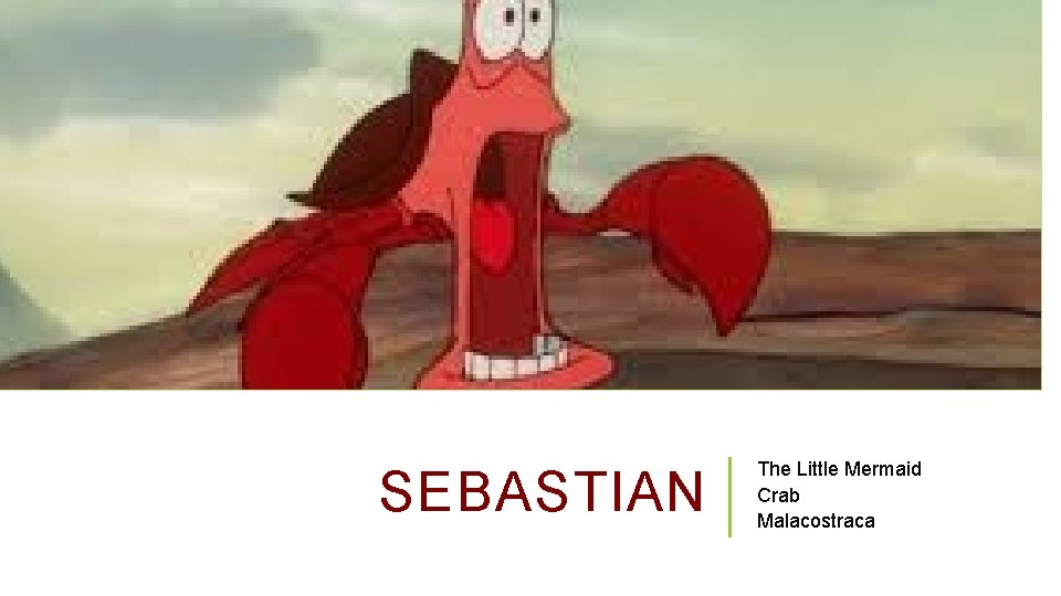 SEBASTIAN The Little Mermaid Crab Malacostraca 