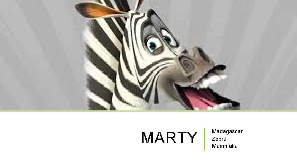 MARTY Madagascar Zebra Mammalia 