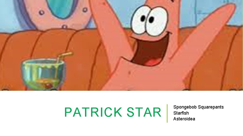 PATRICK STAR Spongebob Squarepants Starfish Asteroidea 