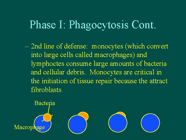 Phase I: Phagocytosis Cont. – 2 nd line of defense: monocytes (which convert into
