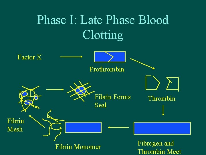 Phase I: Late Phase Blood Clotting Factor X Prothrombin Fibrin Forms Seal Thrombin Fibrin
