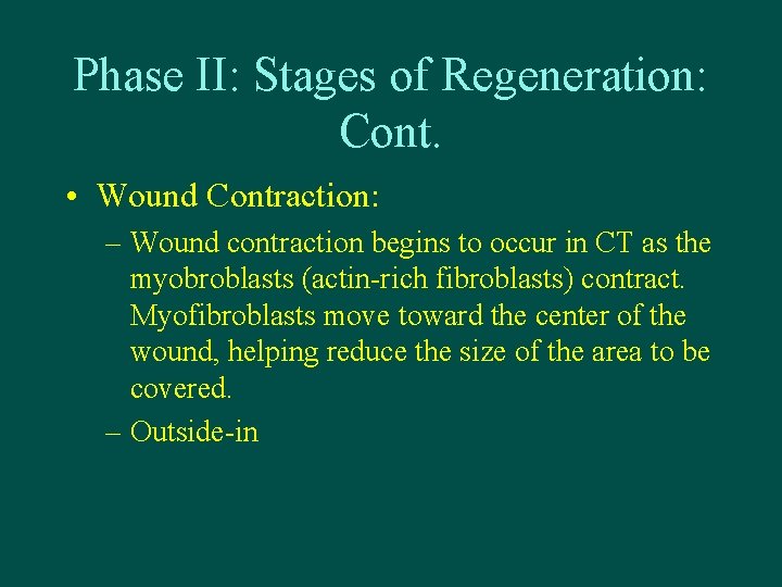 Phase II: Stages of Regeneration: Cont. • Wound Contraction: – Wound contraction begins to