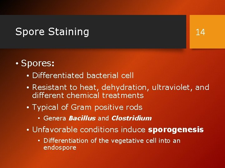 Spore Staining 14 • Spores: • Differentiated bacterial cell • Resistant to heat, dehydration,