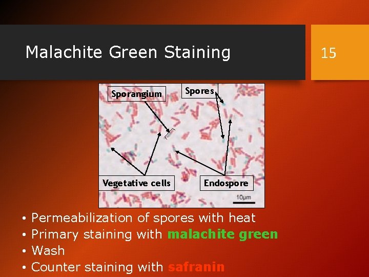 Malachite Green Staining Sporangium Vegetative cells • • Spores Endospore Permeabilization of spores with