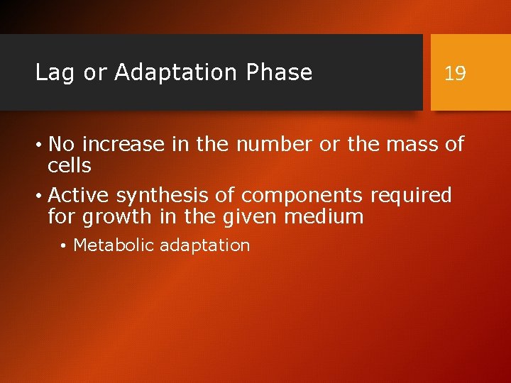 Lag or Adaptation Phase 19 • No increase in the number or the mass