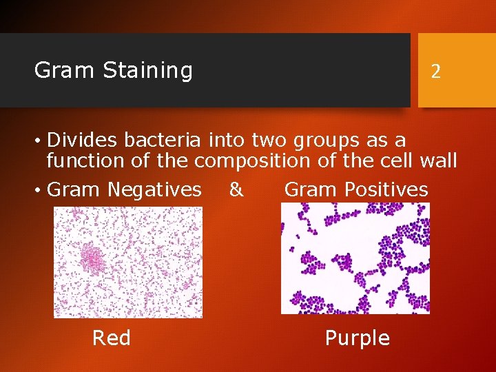 Gram Staining 2 • Divides bacteria into two groups as a function of the