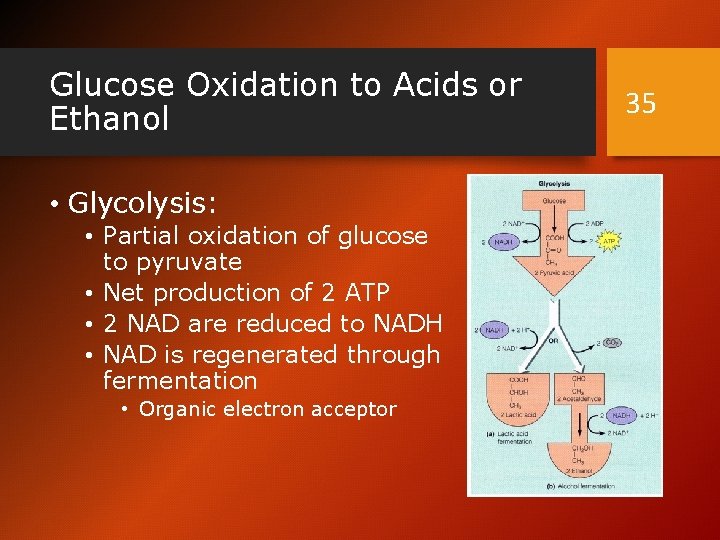 Glucose Oxidation to Acids or Ethanol • Glycolysis: • Partial oxidation of glucose to