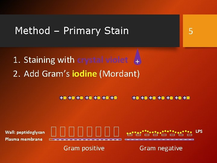 Method – Primary Stain 5 1. Staining with crystal violet + 2. Add Gram’s