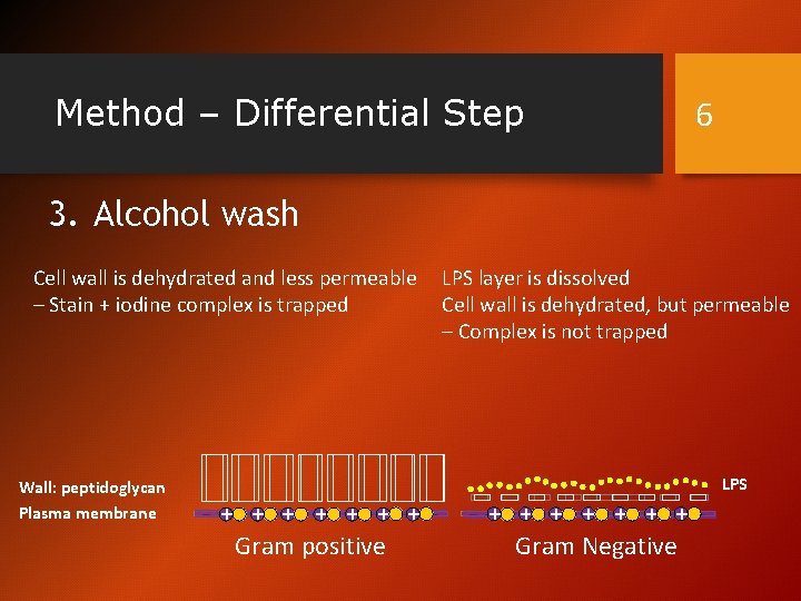 Method – Differential Step 6 3. Alcohol wash Cell wall is dehydrated and less