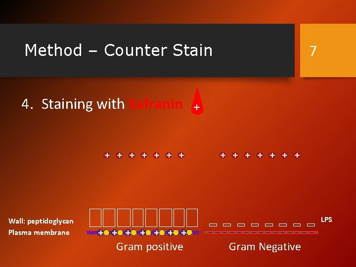 Method – Counter Stain 4. Staining with Safranin + + + + Wall: peptidoglycan