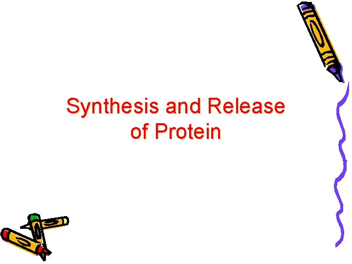Synthesis and Release of Protein 