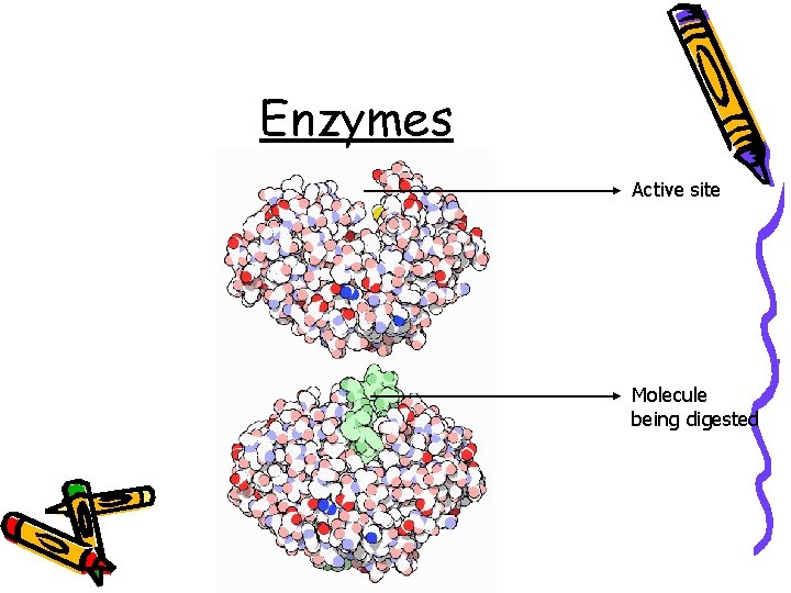 Enzymes Active site Molecule being digested 