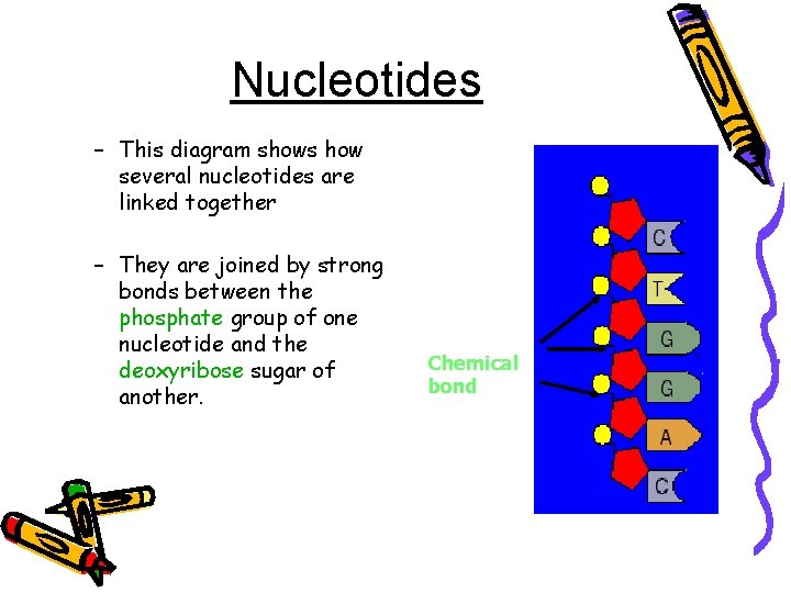 Nucleotides – This diagram shows how several nucleotides are linked together – They are