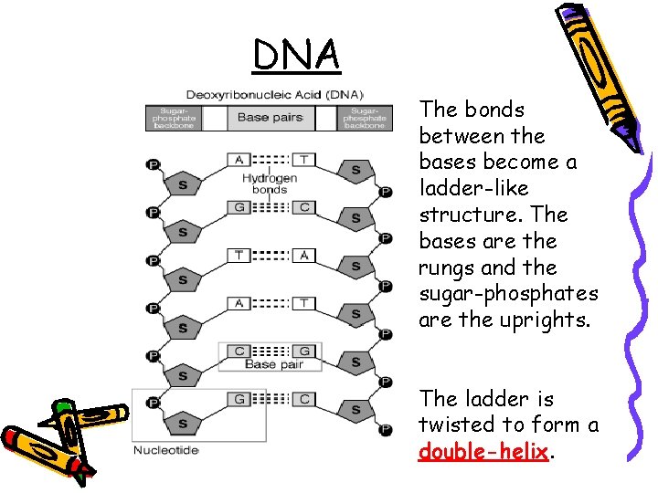 DNA The bonds between the bases become a ladder-like structure. The bases are the