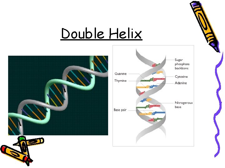 Double Helix 