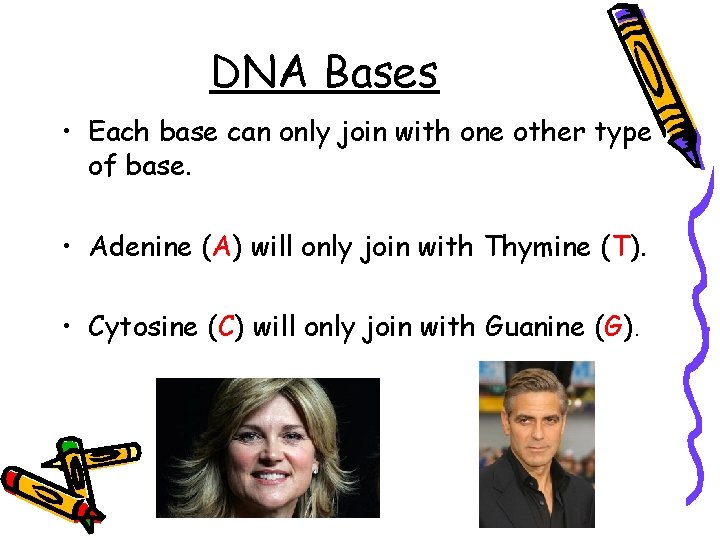 DNA Bases • Each base can only join with one other type of base.