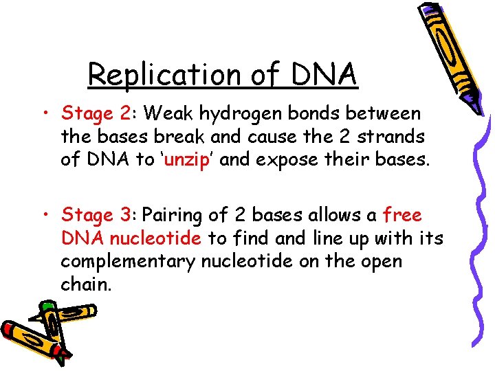 Replication of DNA • Stage 2: Weak hydrogen bonds between the bases break and