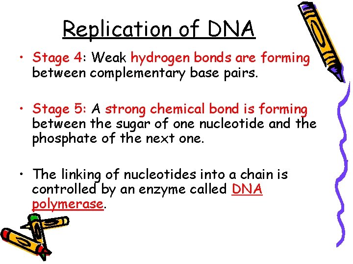Replication of DNA • Stage 4: Weak hydrogen bonds are forming between complementary base