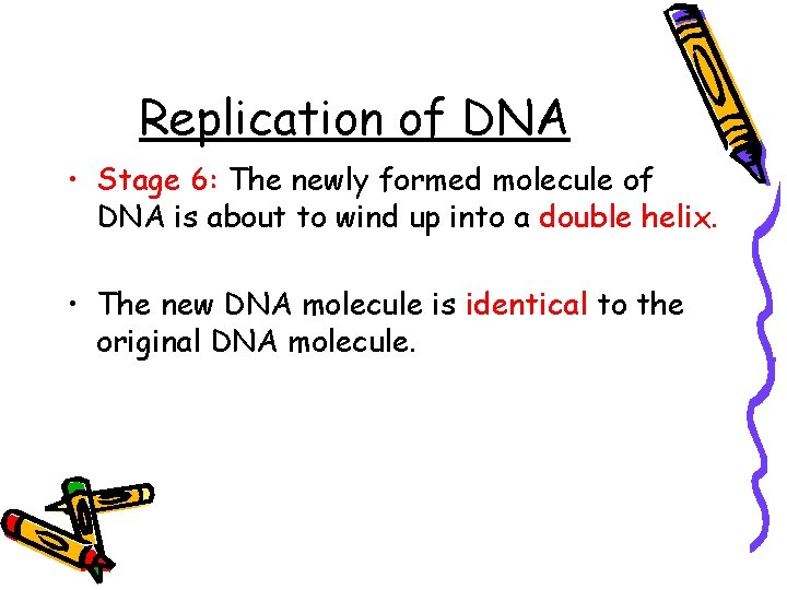 Replication of DNA • Stage 6: The newly formed molecule of DNA is about