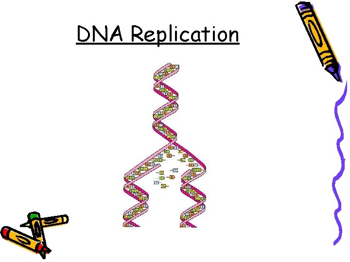 DNA Replication 