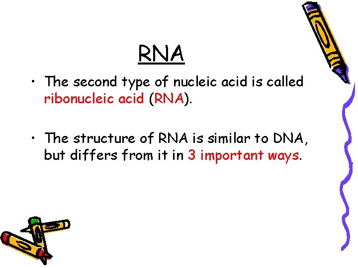 RNA • The second type of nucleic acid is called ribonucleic acid (RNA). •
