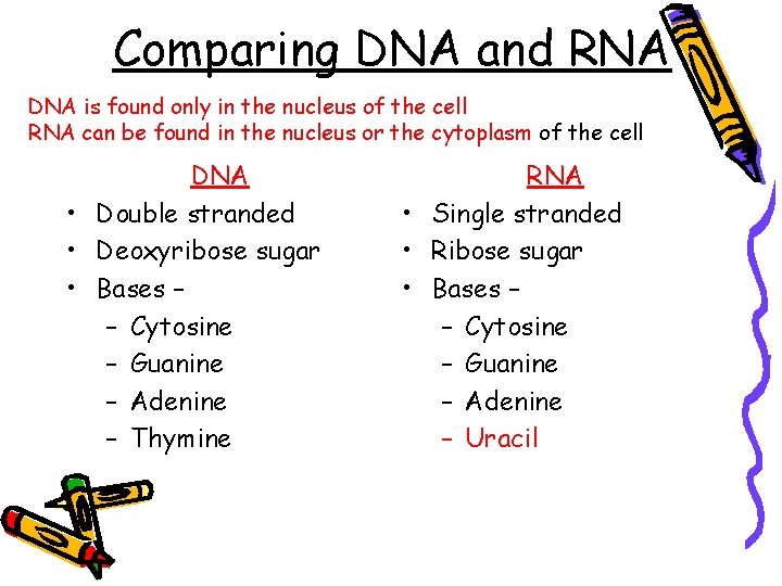 Comparing DNA and RNA DNA is found only in the nucleus of the cell