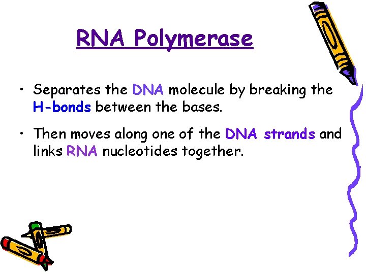 RNA Polymerase • Separates the DNA molecule by breaking the H-bonds between the bases.