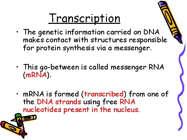 Transcription • The genetic information carried on DNA makes contact with structures responsible for