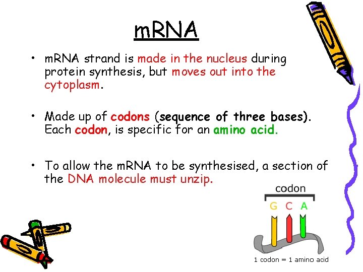 m. RNA • m. RNA strand is made in the nucleus during protein synthesis,