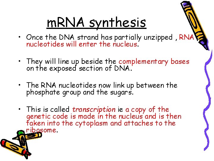 m. RNA synthesis • Once the DNA strand has partially unzipped , RNA nucleotides