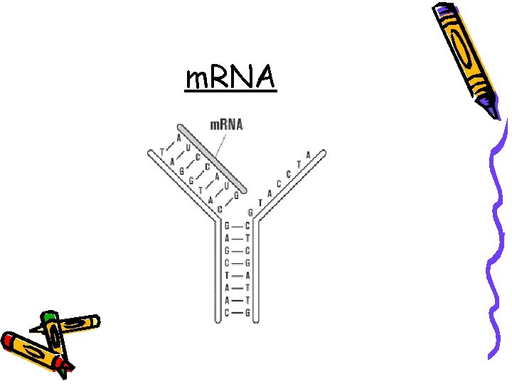 m. RNA 