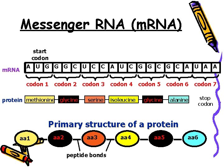 Messenger RNA (m. RNA) start codon m. RNA A U G G G C
