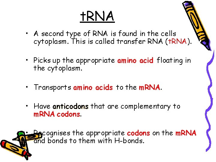 t. RNA • A second type of RNA is found in the cells cytoplasm.