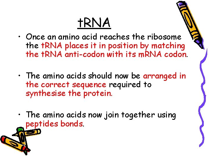 t. RNA • Once an amino acid reaches the ribosome the t. RNA places