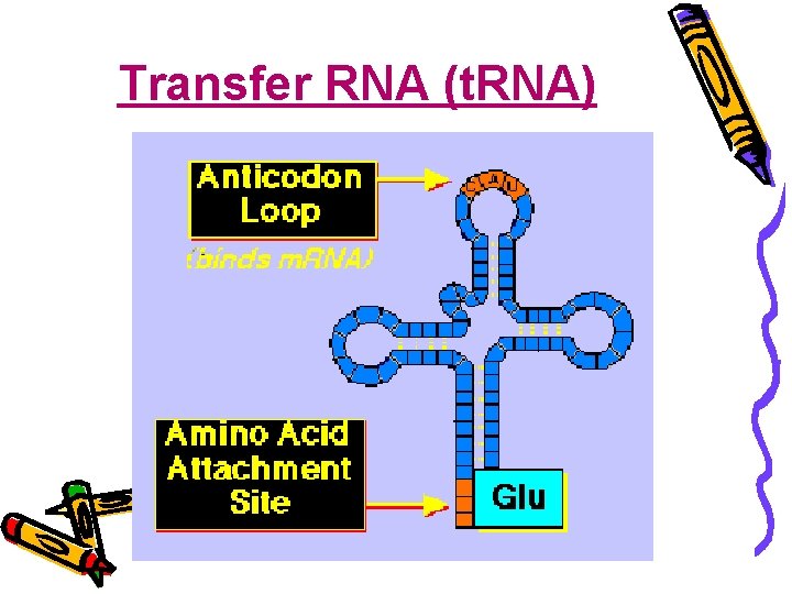 Transfer RNA (t. RNA) 