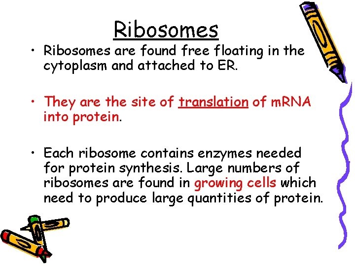 Ribosomes • Ribosomes are found free floating in the cytoplasm and attached to ER.